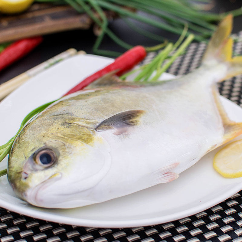 鲳鱼东山岛新鲜包顺丰冷冻扁鱼海鱼深海海捕鱼海鲜鲽鱼