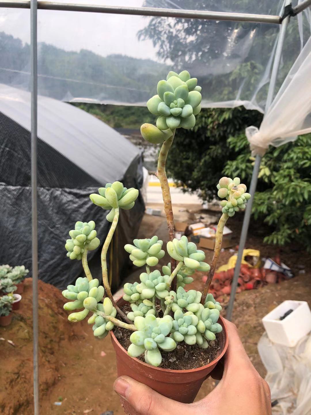 植物多肉天使之泪老桩萌肉办公室防辐射盆栽多肉植物