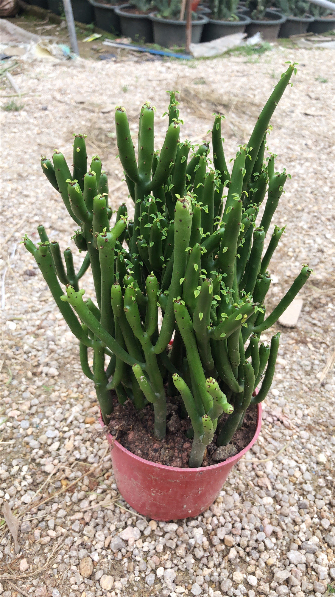 盆栽惜花阁多肉光棍珊瑚树仙仙人掌小盆办公室桌面多肉植物