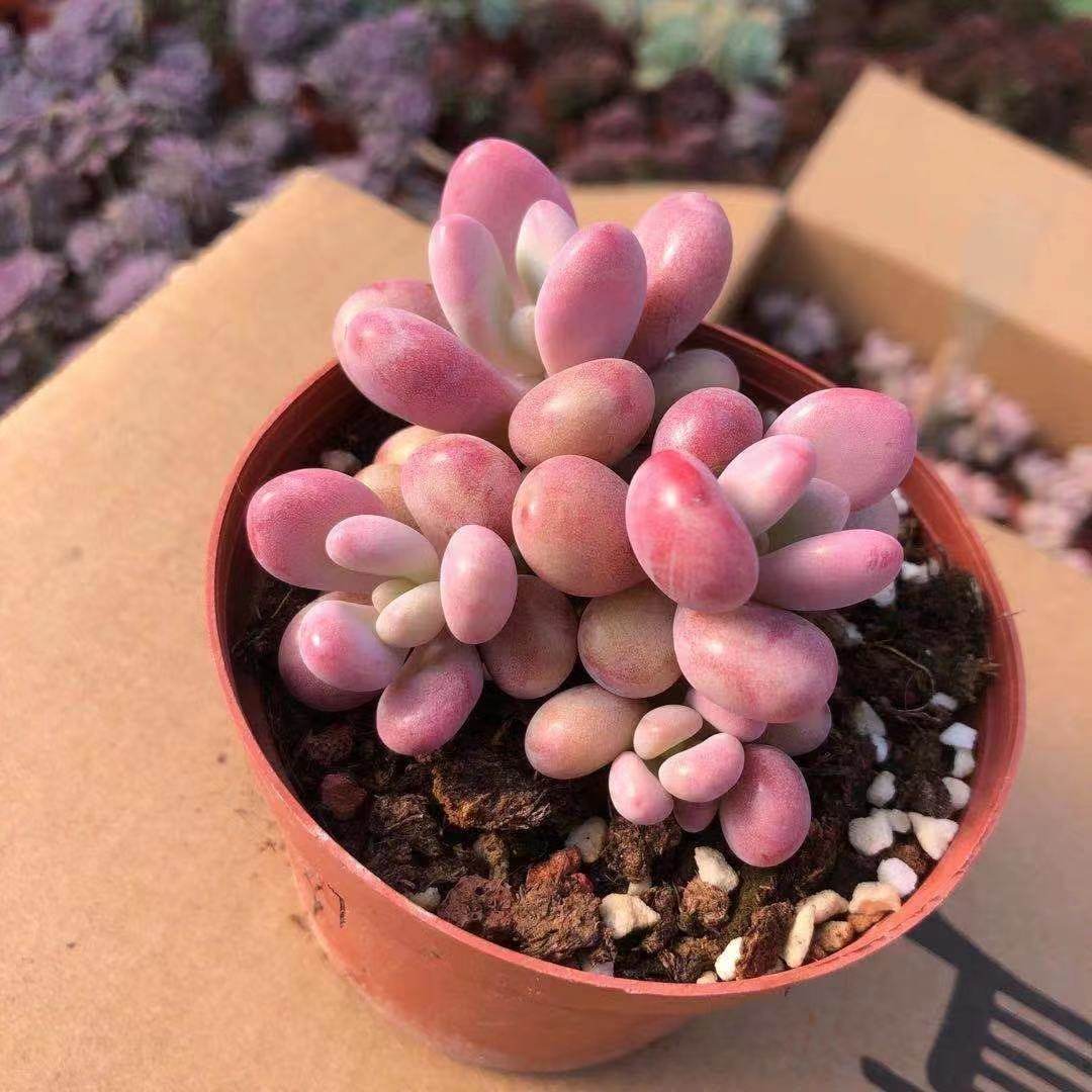 多肉植物桃蛋多头办公室阳台美观趣味绿植防辐射多肉植物