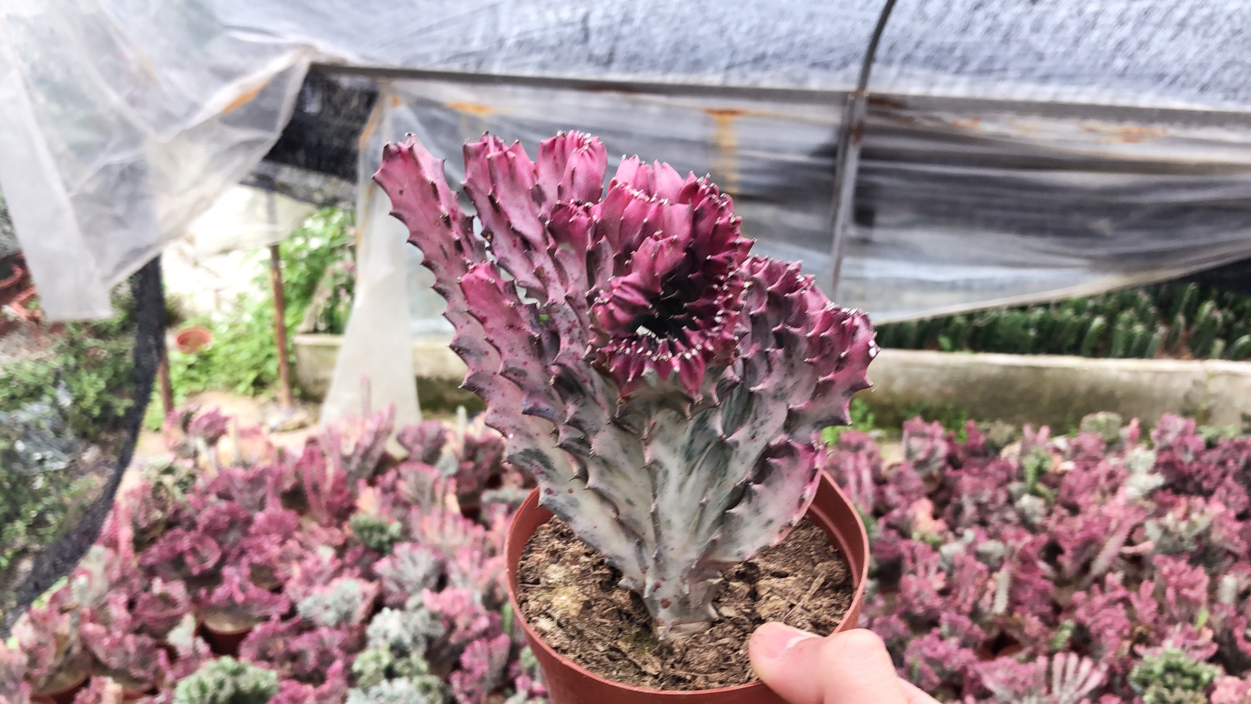 植物盆栽嫁接麒麟大乾科红色肉肉桌面防辐射美观多肉植物