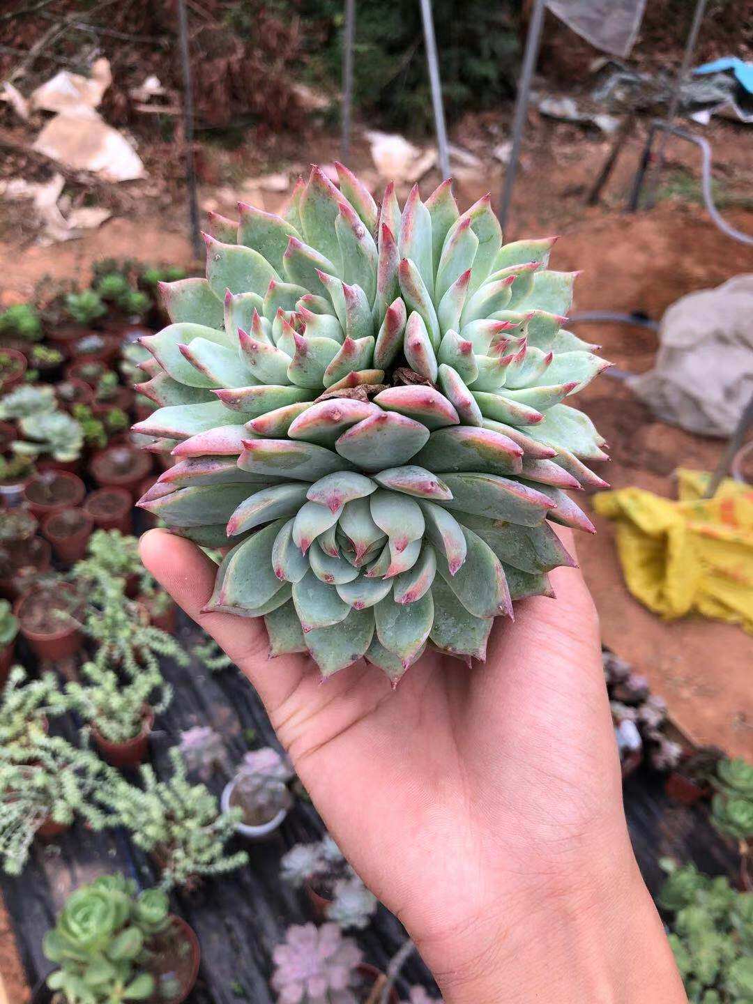 多肉惜花阁植物吉娃娃多头群生吉娃莲多老桩桌面多肉植物