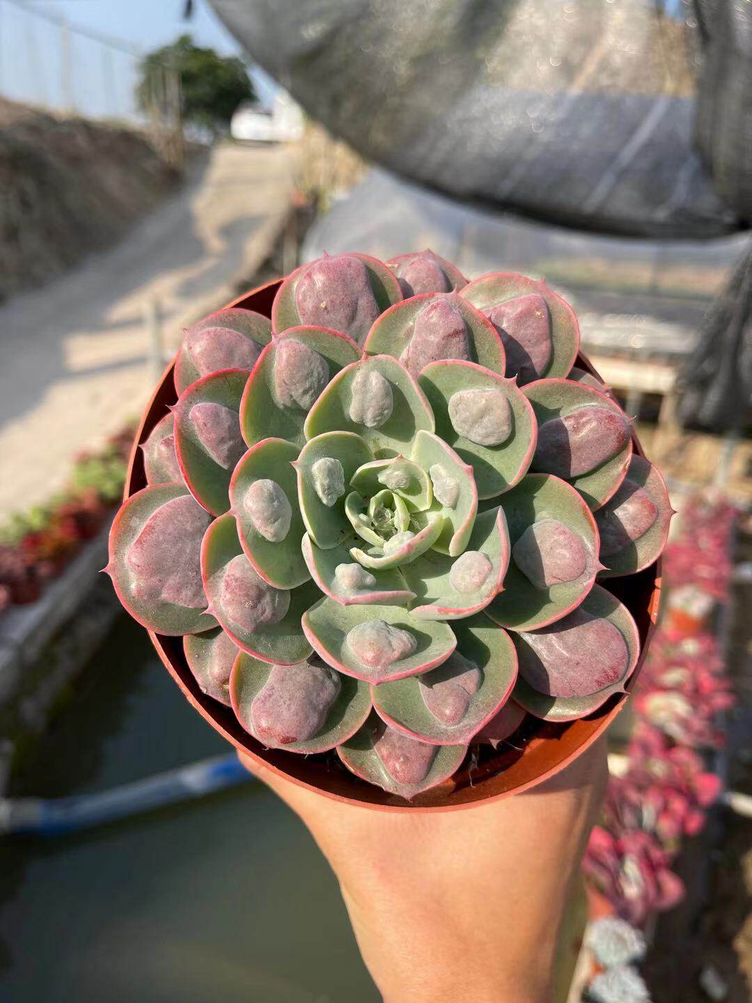 多肉植物雨滴单头老阳台美观趣味盆栽多肉植物