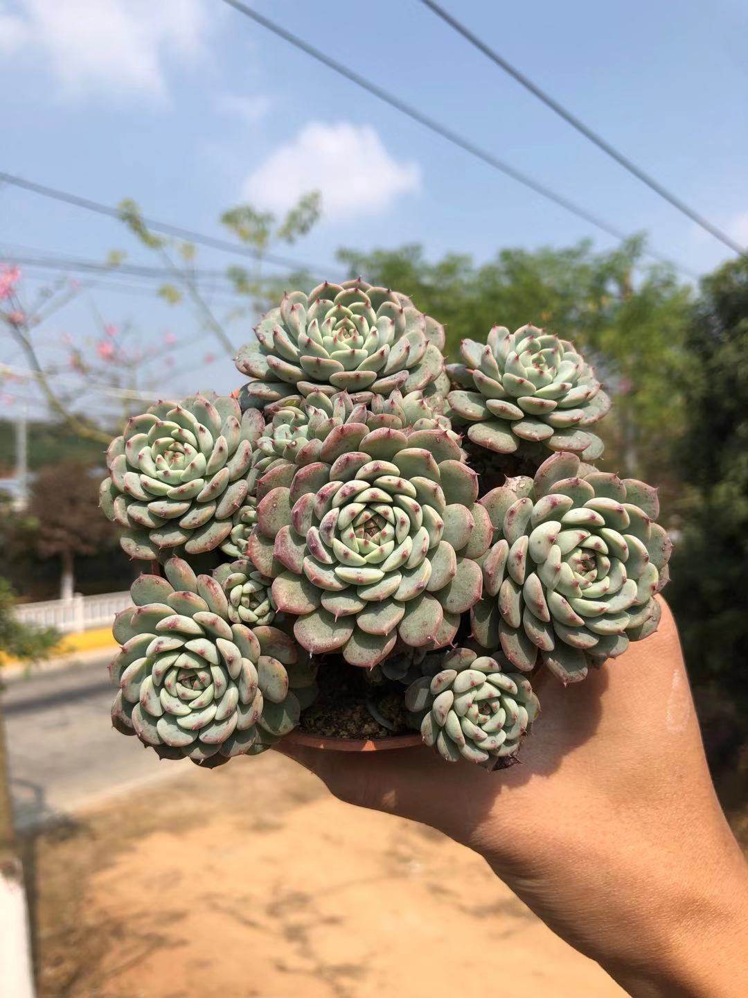 多肉白姬莲群生多头老桩新手萌肉室内花卉防辐射多肉植物