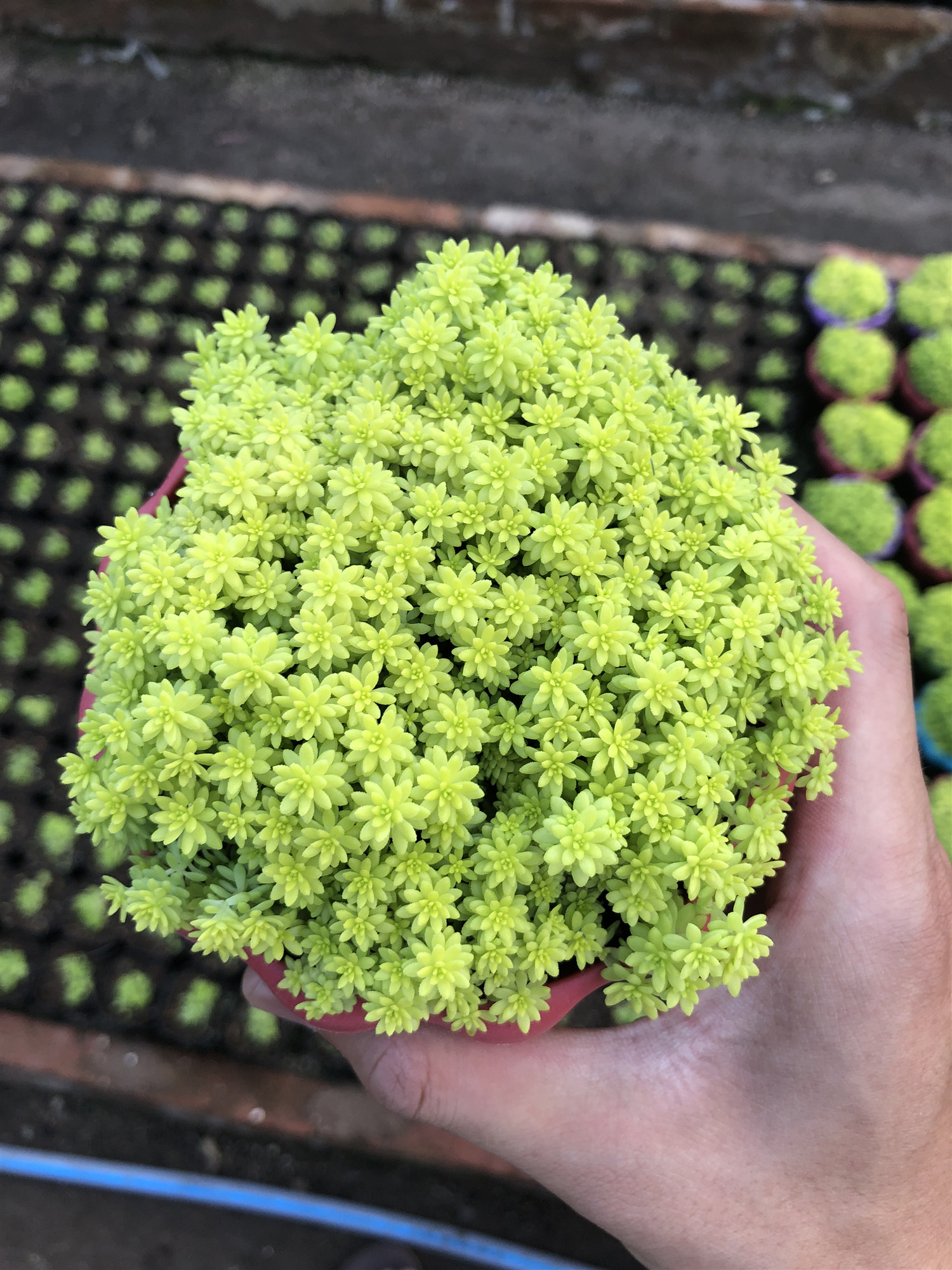 惜花阁多肉黄金金万年草多植物办公室防辐射美观组合多肉植物