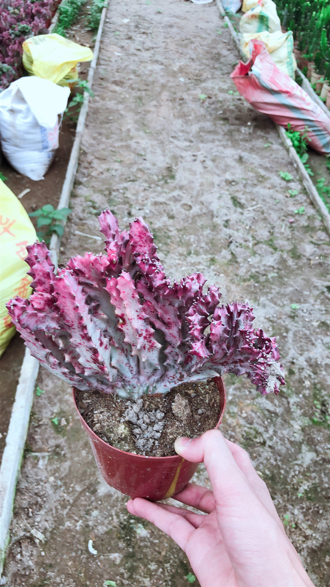 植物盆栽嫁接麒麟大乾科红色肉肉桌面防辐射美观多肉植物