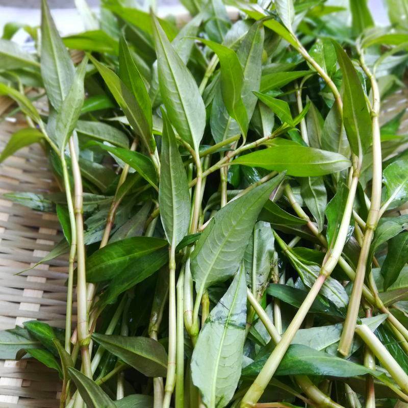 新鲜香柳香蓼鱼生草假辣蓼拉沙叻沙叶辣柳傣味其它
