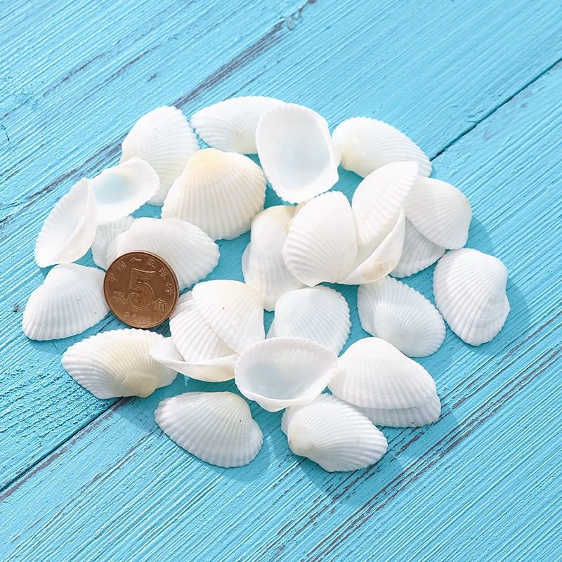 一斤半斤天然海螺白色贝壳大白椰贝鱼缸水族海螺