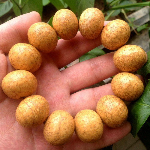 超大天然印度天竺血丝龙珠菩提提子21-27mm手串菩提