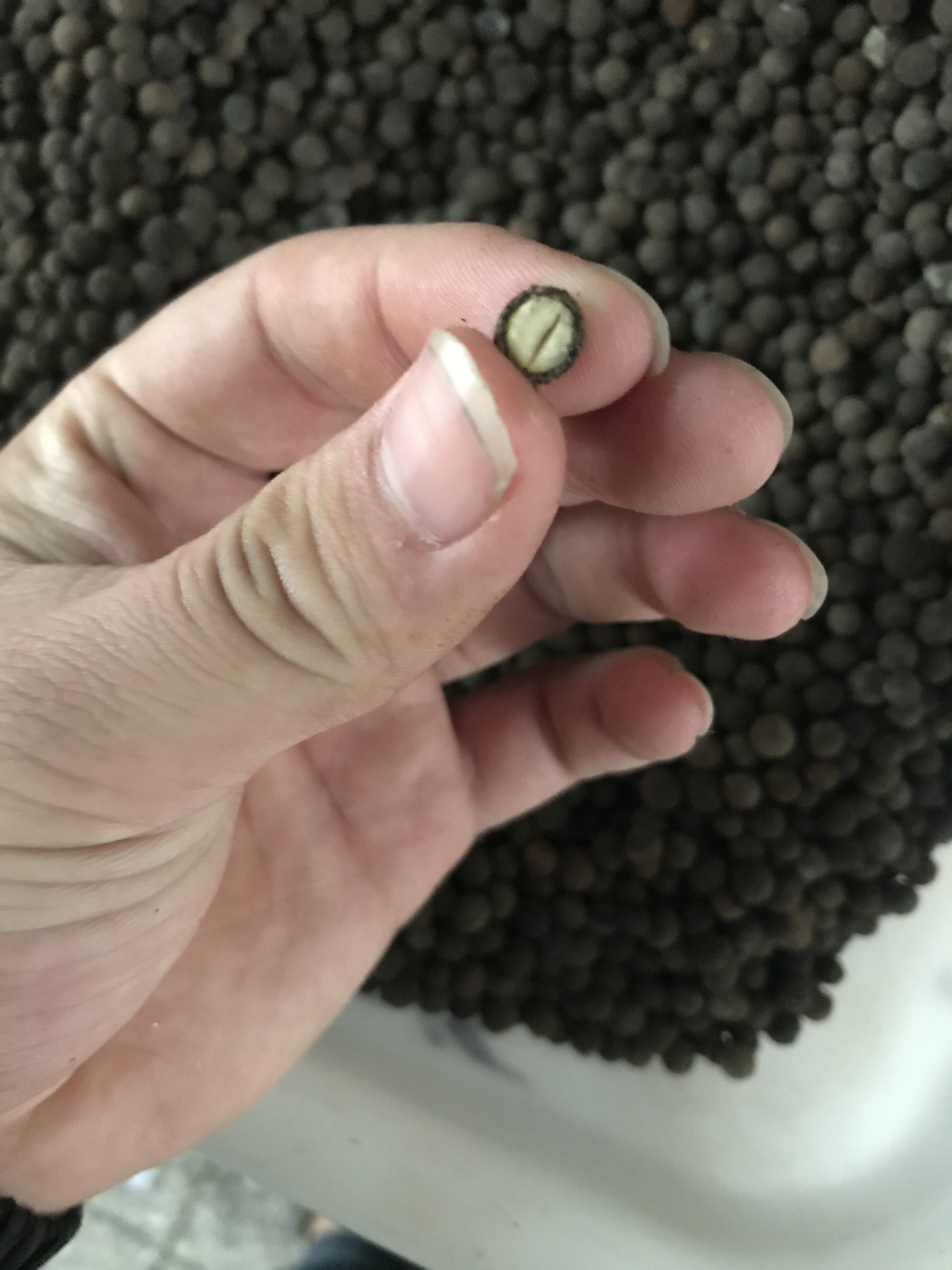 香樟树种子新采收采收大叶小叶净籽林木香樟绿化家庭园艺种子