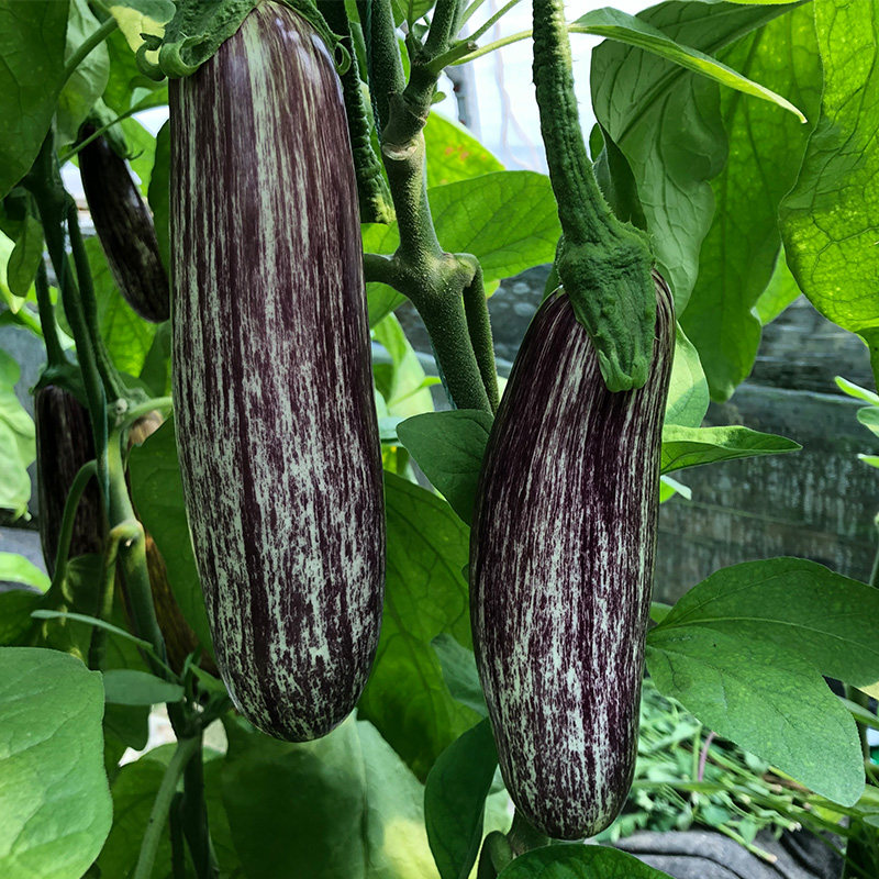 泰国竹丝长茄种子盆栽四季肉质嫩花蔬菜种籽家庭园艺种子