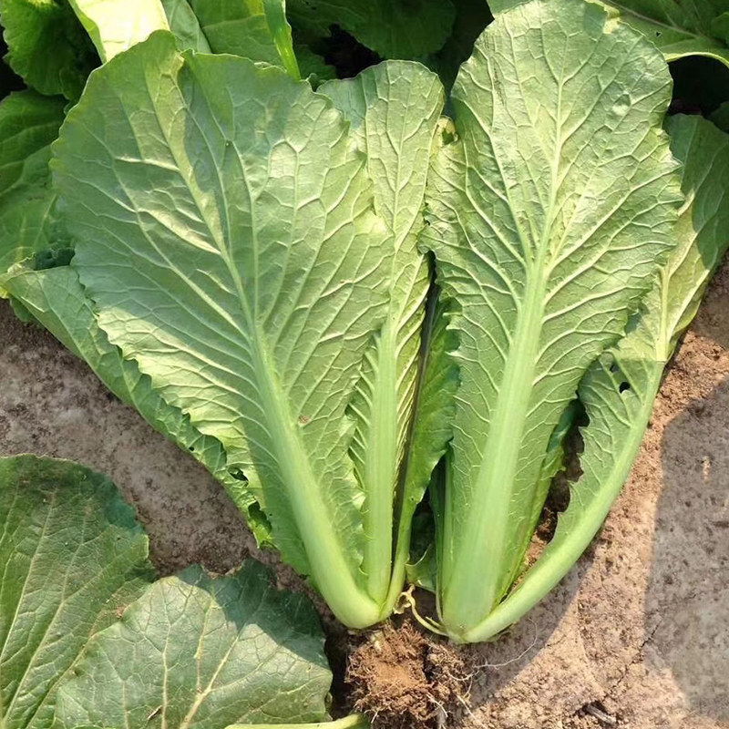 津双30小白菜种子青梗白菜种籽春季四季鸡毛菜农家阳台种蔬菜种孑