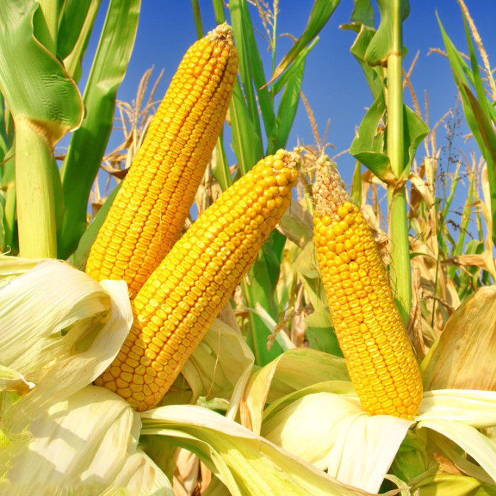 玉米超级种籽大棒孑矮谷种包谷种高产饲料耐旱家庭园艺种子
