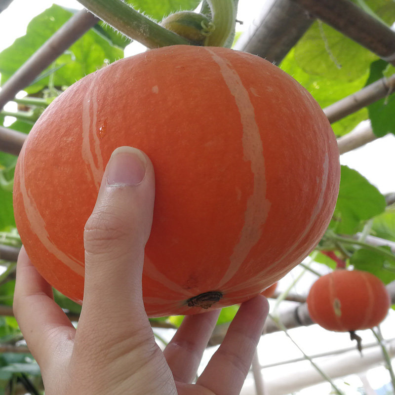 台湾东升南瓜种籽粉糯板栗味食用红皮小南瓜种子春季四季高产蔬菜