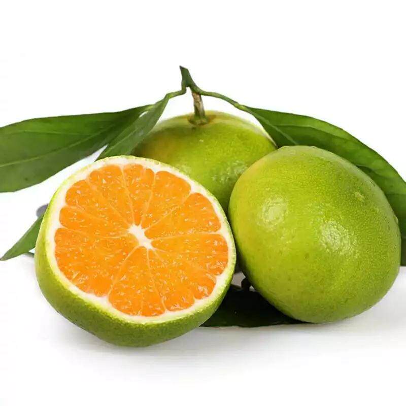 特早10斤橙子水果季水果蜜橘当应现摘青皮蜜桔桔子