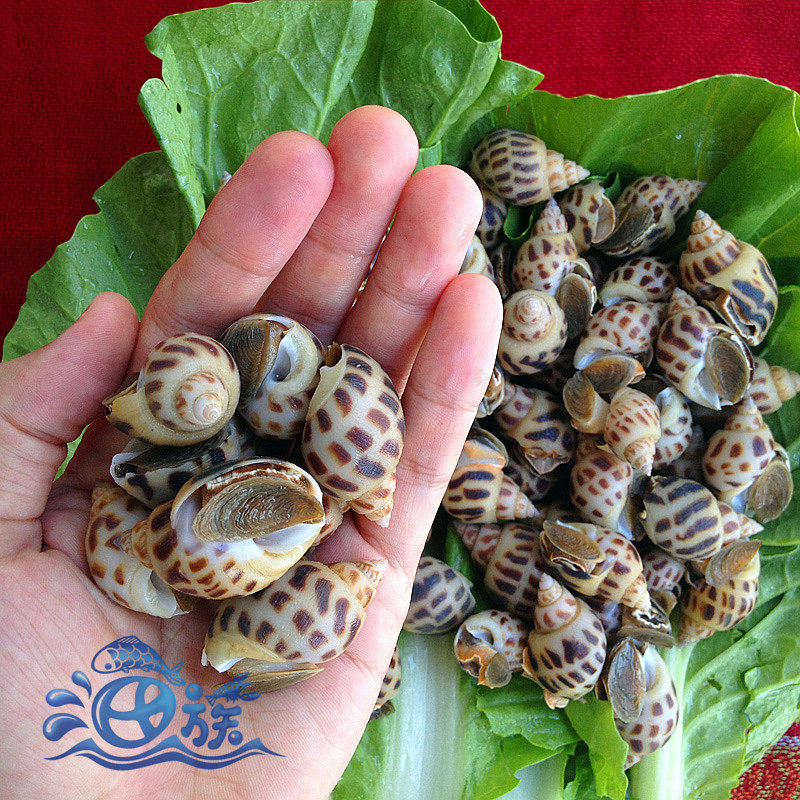 鲜活新鲜东风半斤花螺旺螺猪螺南风厦门黄螺海螺