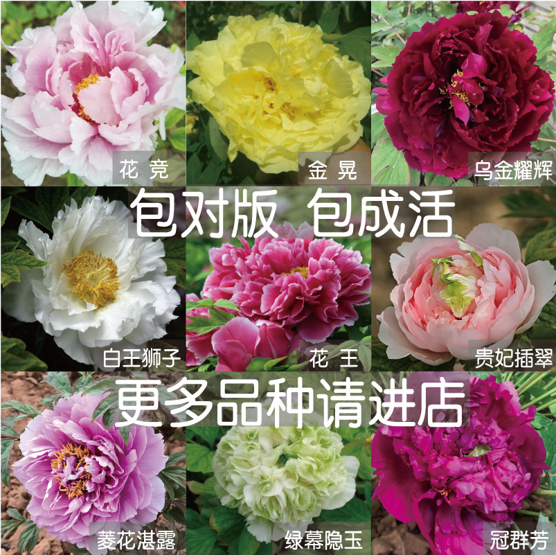 花苗乌龙捧盛品种洛阳牡丹观赏重瓣大花盆栽花卉