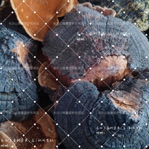 Northeast Forest Field Wild Samhuang Lilac Storm Masang Yellow Baum Wood Layer Pore Fungus Layer Pore Fungus White Lingzhi series
