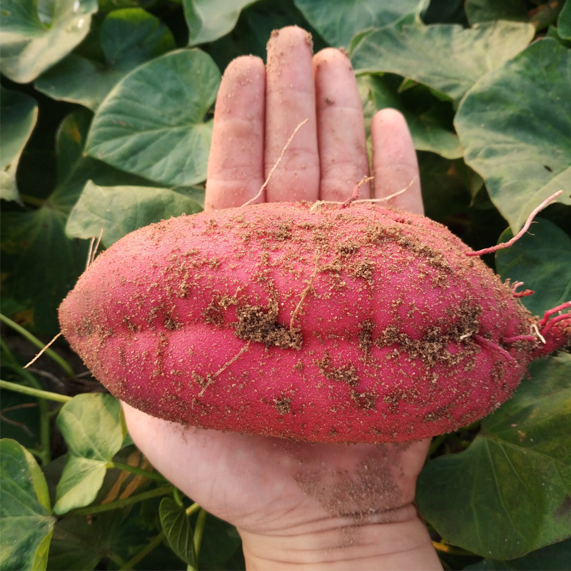 海南澄迈桥头板栗红薯有机富硒沙地地瓜精品10斤装新鲜山芋包邮甜
