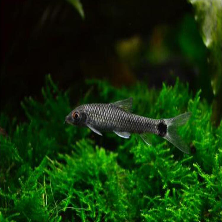 飞狐小猴一线黑线活体清洁洁鱼毛丝藻小型工具鱼