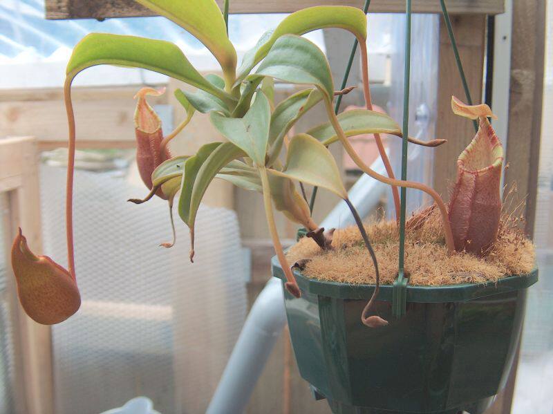 上位猪笼草diatasgngmasuraibe3861绿植