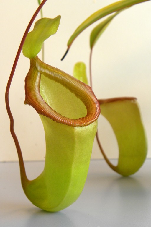 葫芦疑惑猪笼草ventricosadubiabe3742绿植