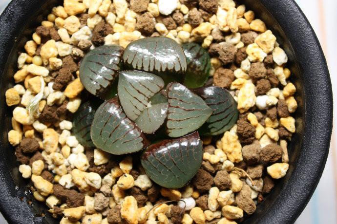 多肉植物日月潭十二小苗多肉植物