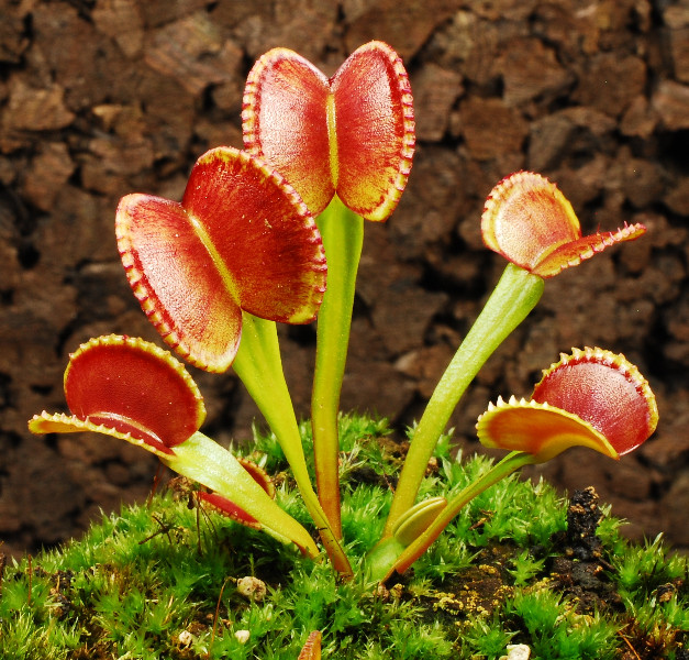 食虫植物圆齿捕蝇草直立贝壳稀有高端品种绿植