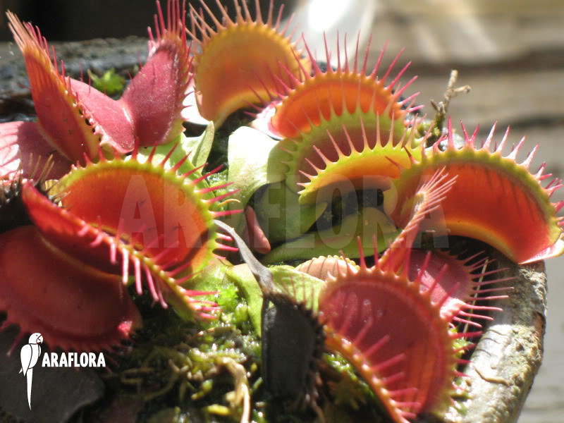 食虫植物-大嘴捕蝇草[大型品种绿植盆栽驱蚊超大巨夹包邮食人花]