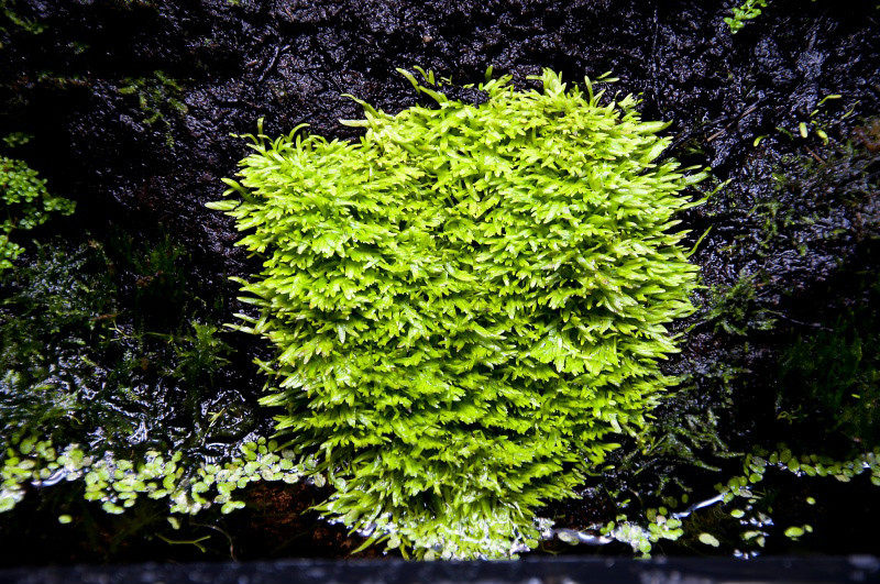 食虫植物禾叶狸藻绿植