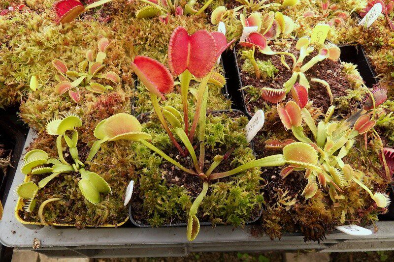 食虫植物圆齿捕蝇草直立贝壳稀有高端品种绿植