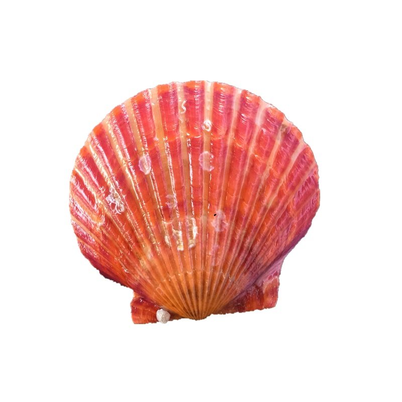活扇贝鲜活新鲜红扇贝野生小扇贝当天新鲜小红贝蒜蓉扇贝海鲜贝类