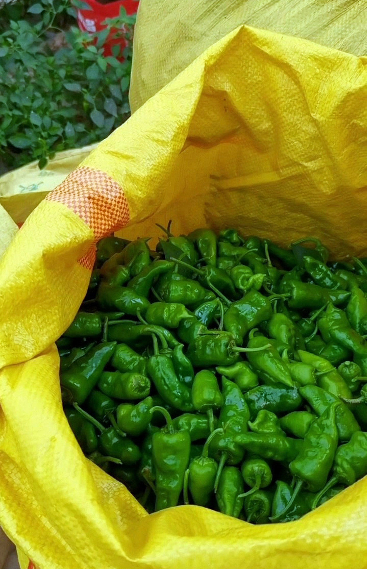 现摘现发江西特产正宗余干辣椒新鲜枫树薄皮辣椒