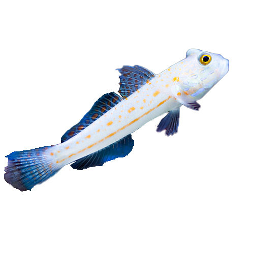 海胆万鱼朝蓝礼服紫底星螺长刺繁盛海星海水其它水族宠物