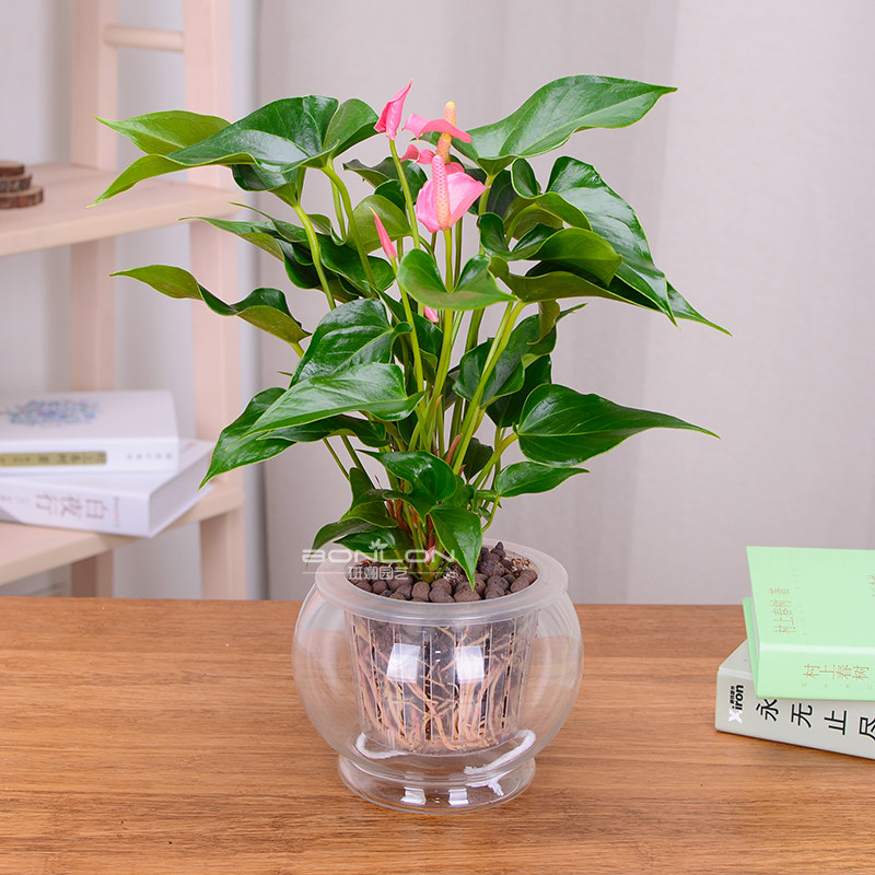 【绿植】水培红掌火鹤鸿运当头粉掌白掌花卉盆栽办公室内绿植