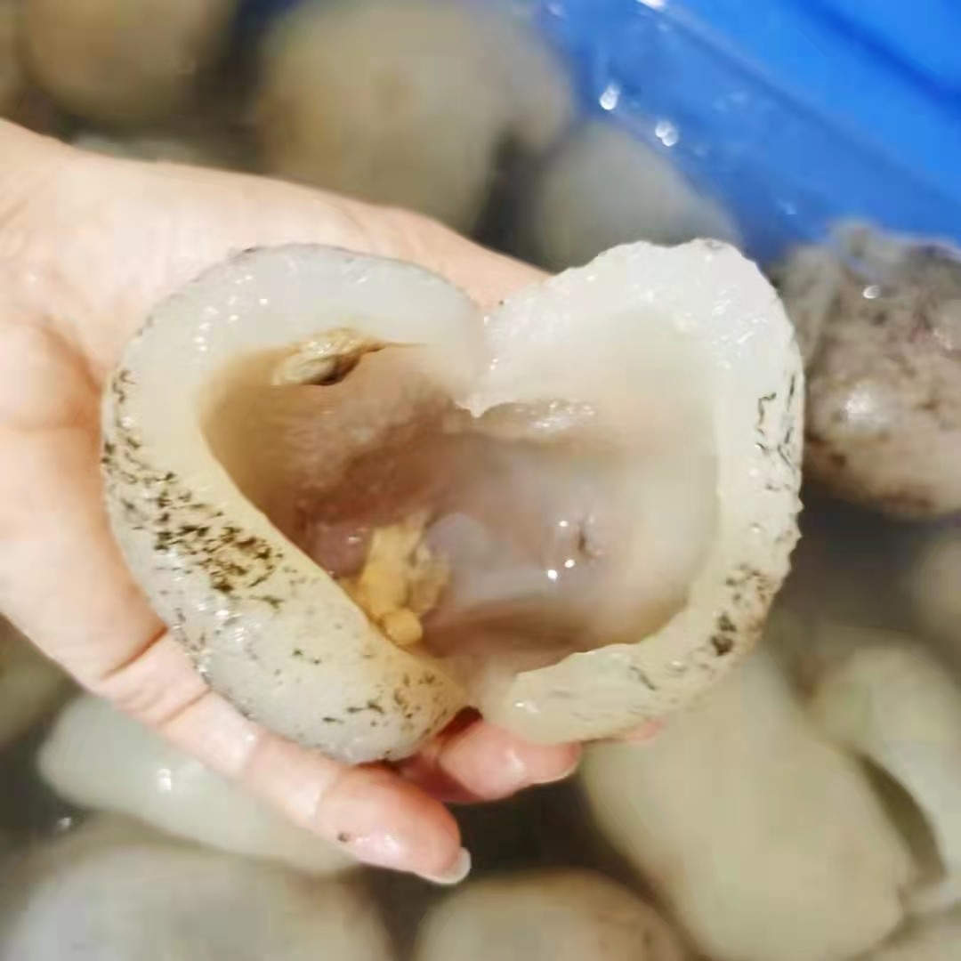 清水发白球参食用野生海参珍珠冷冻水产跳墙海参