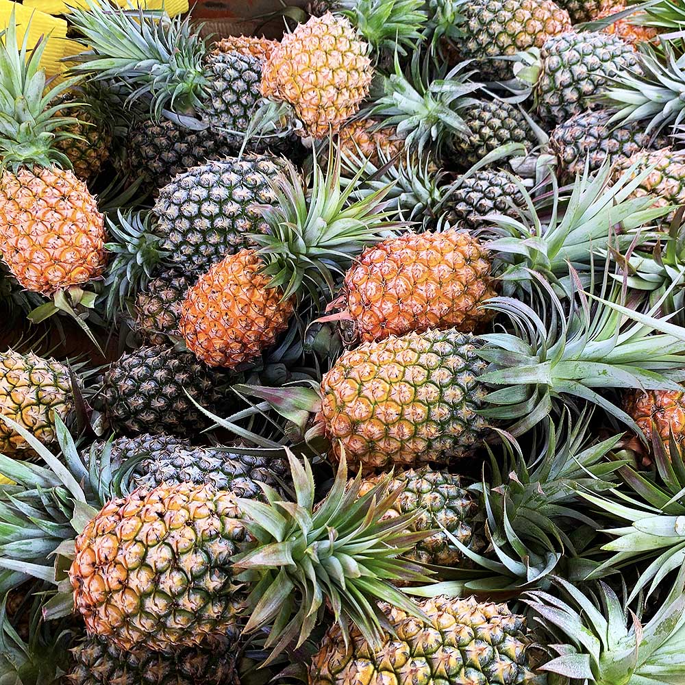 金钻凤梨17号广东徐闻产地地直8斤中果净果凤梨