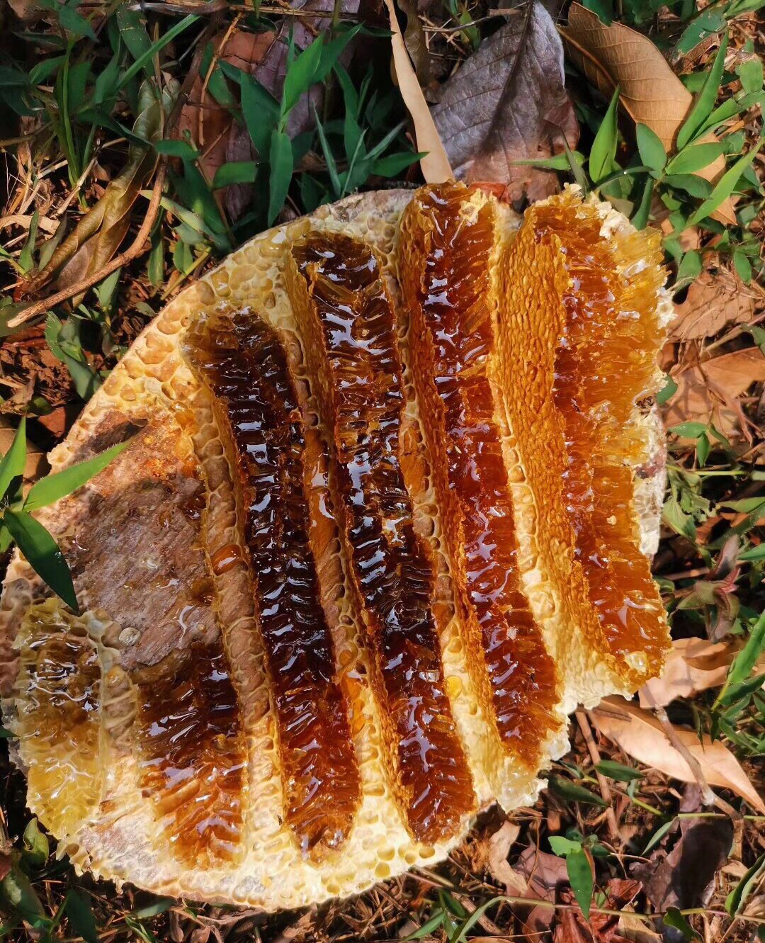 黔江竹家山深山成熟崖蜜正宗野生蜂蜜500g蜂蜜