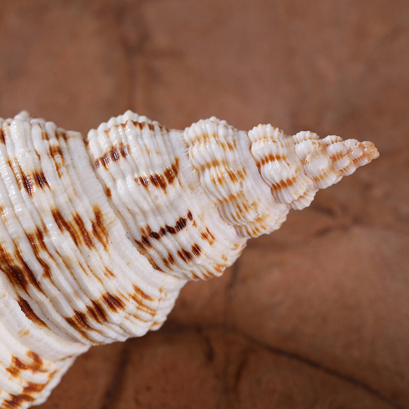 天然法器供品佛前套装供养八宝密宗右旋藏传佛教海螺