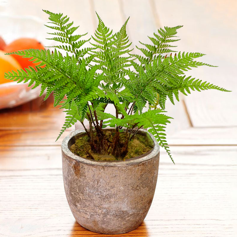 蕨类绿植盆栽对耳马蕨室内迷你花草植物客厅绿植