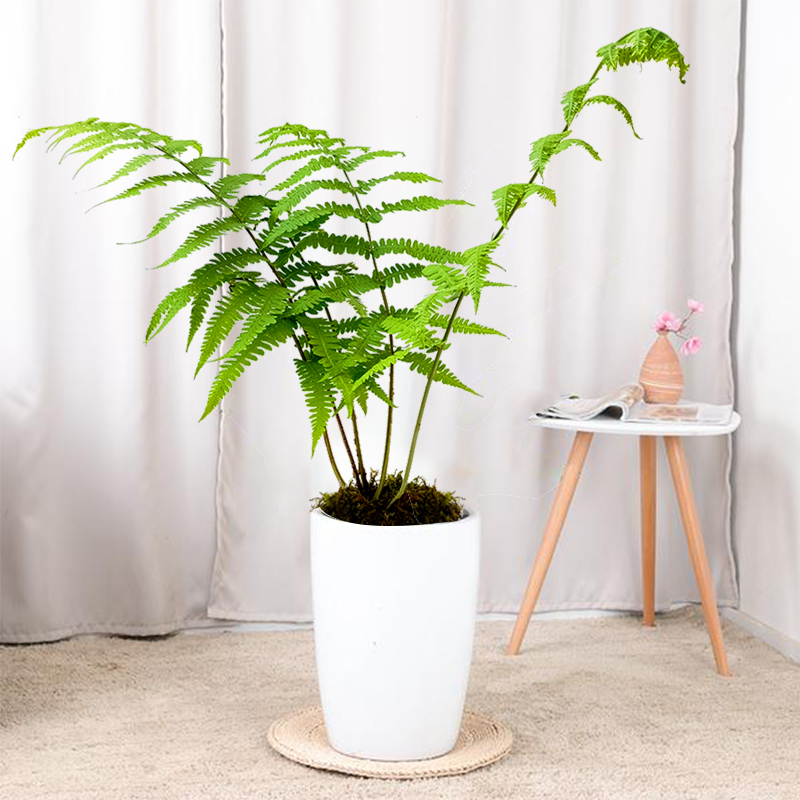 蕨类植物绿植盆栽室内耐阴造景块根禅意百搭大型绿植