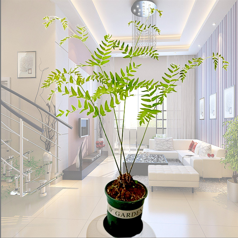 紫萁蕨类植物观赏绿植半阴生常绿庭院盆栽绿化绿植