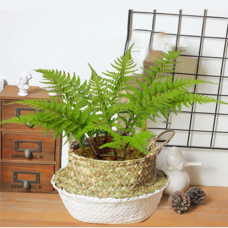 蕨类绿植盆栽对耳马蕨室内迷你花草植物客厅绿植