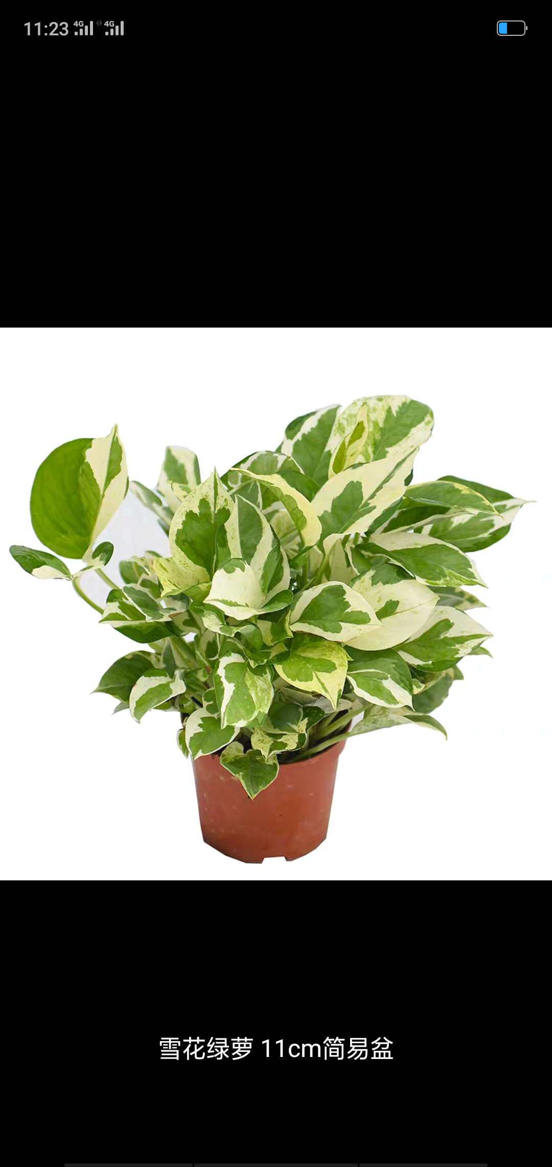 白金葛花叶绿萝大盆黄金雪花葛长室内盆载绿植绿植