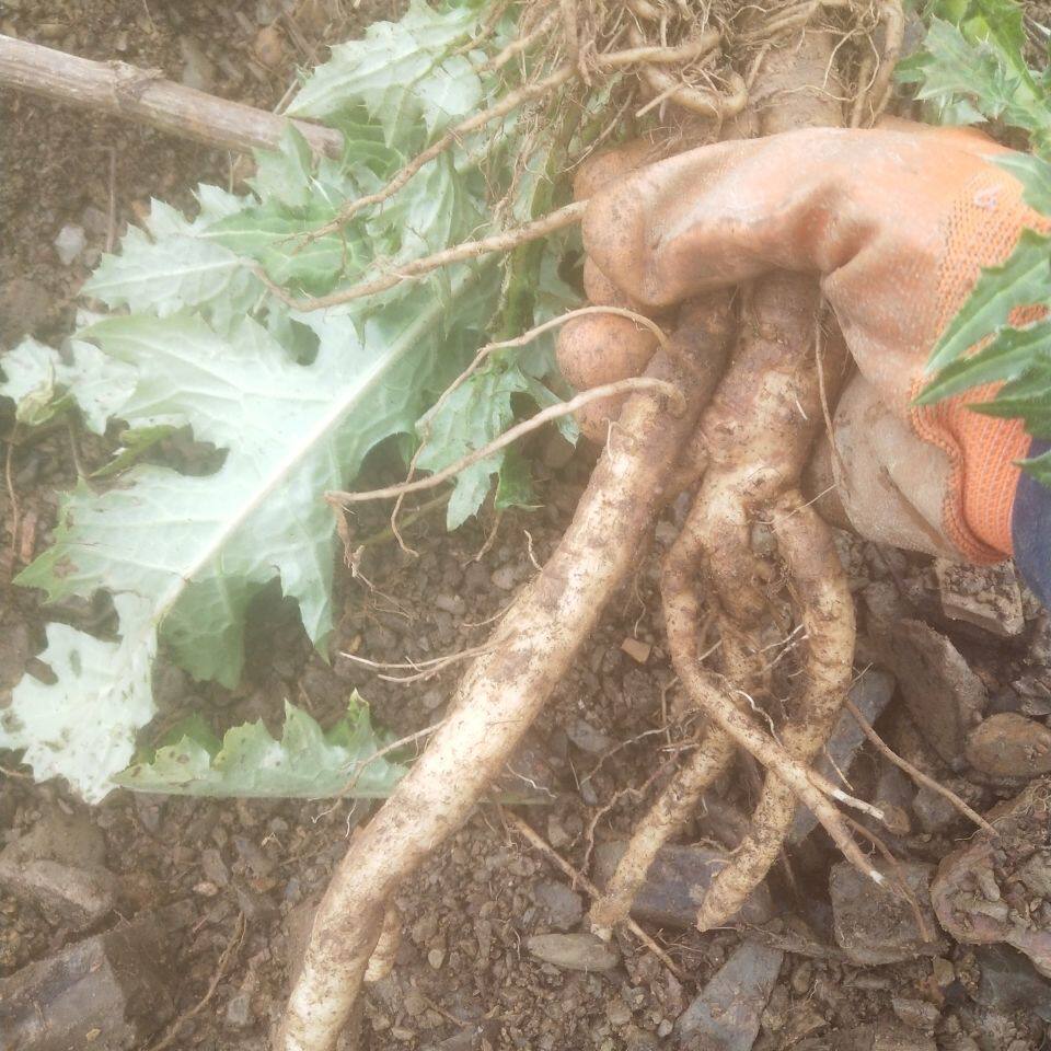 野生大蓟根新鲜马刺根刺萝卜刺蓟马蓟虎炖汤现挖其他药食同源食品