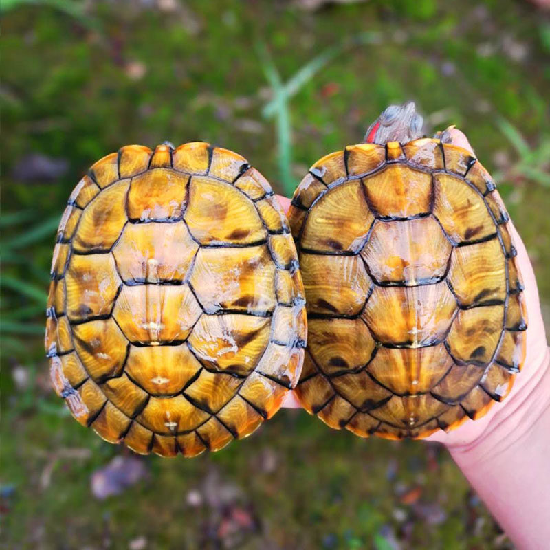 活体小乌龟七彩七彩龟龟苗宠物情侣水族观赏招财镇龟