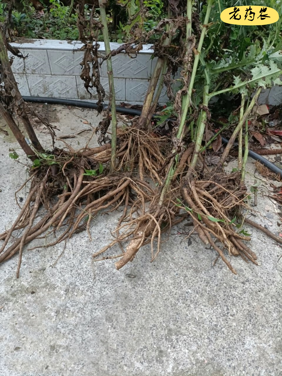 马刺新鲜根大蓟根草恶鸡婆现挖现发牛口刺刺其他药食同源食品