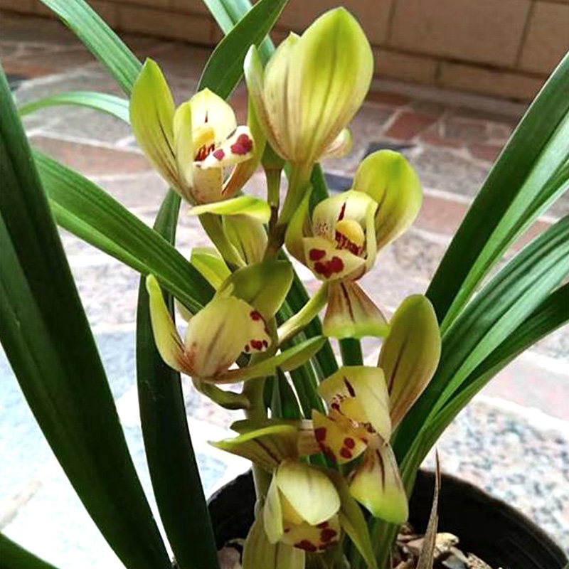 万艺兰花忆香荷四季建兰荷瓣浓香型花期长兰花苗名贵客厅植物盆栽