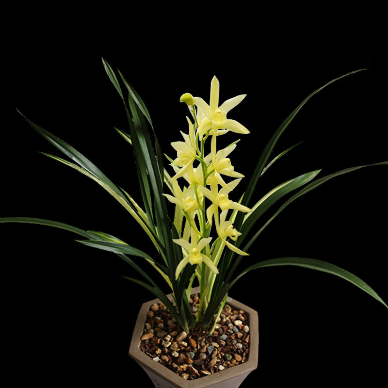 万艺兰花苗七彩神童建兰盆栽办公室内花卉