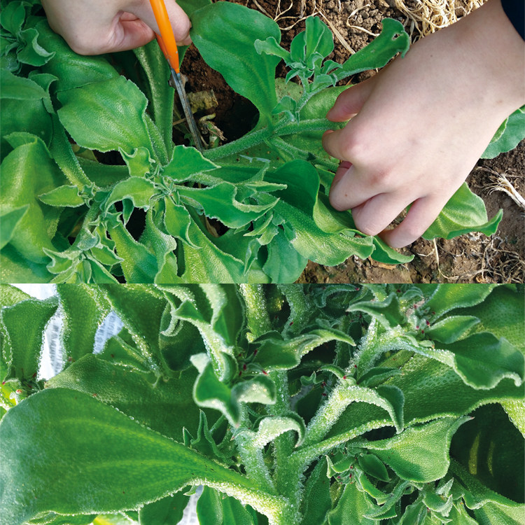 水晶冰菜种子非洲进口冰草日本四季播种正品新鲜蔬菜阳台盆栽包邮